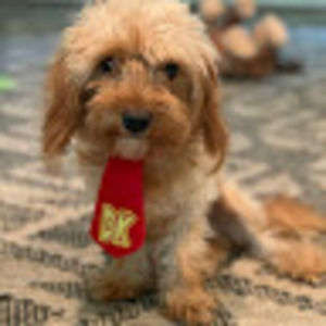 Meet your Posher, Raegan